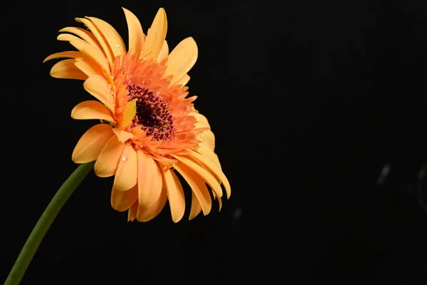 beautiful gerbera   flower on dark background