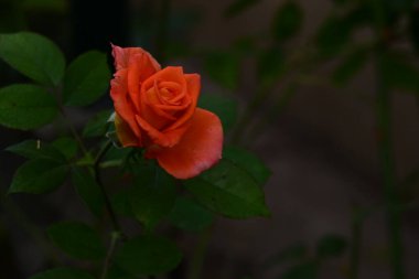 Bahçede büyüyen güzel bir gül çiçeği 