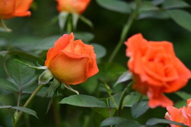 Bahçede güzel kırmızı güller