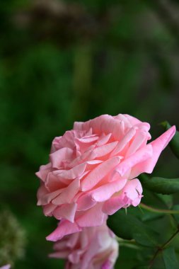 Bahçede büyüyen güzel bir gül çiçeği 