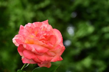 Bahçede büyüyen güzel bir gül çiçeği 