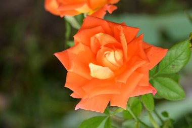 Bahçede çiçek açan güzel çiçeklerin yakın görüntüsü