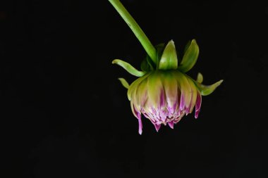 koyu arka plan üzerinde güzel bir çiçek