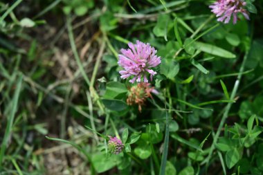 Bahçede büyüyen güzel çiçekler