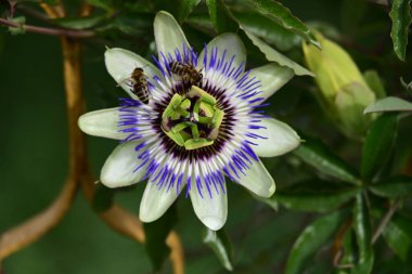 Bahçede güzel mor bir çiçek var.