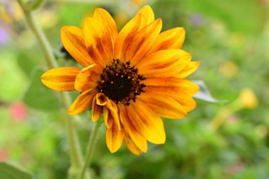 Bahçedeki güzel sarı çiçekler