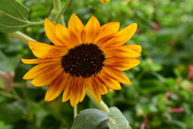 Bahçedeki güzel sarı çiçekler