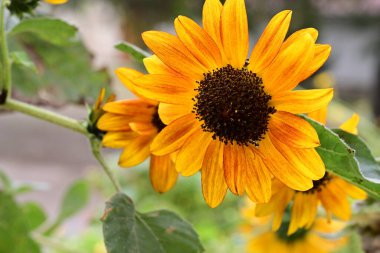 Bahçedeki güzel sarı çiçekler