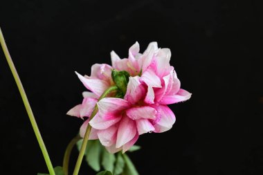 Koyu arka plan üzerinde güzel pembe çiçek