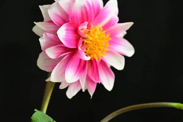 beautiful pink flower on dark background