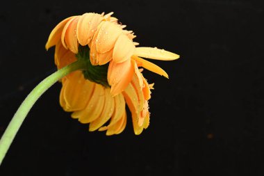 Koyu arkaplanda güzel sarı çiçek