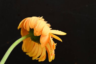 Koyu arkaplanda güzel sarı çiçek