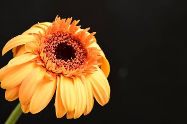 Koyu arkaplanda güzel sarı çiçek