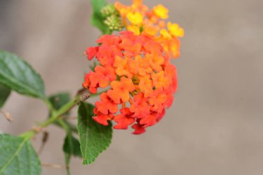 Bahçedeki güzel parlak çiçekler