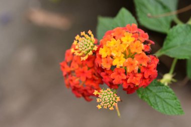 Bahçedeki güzel parlak çiçekler