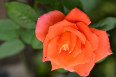 Bahçede kırmızı gül çiçeği