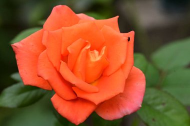 Bahçede kırmızı gül çiçeği