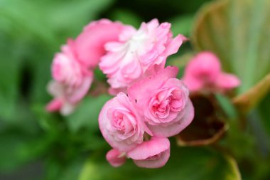 Bahçedeki güzel çiçekler