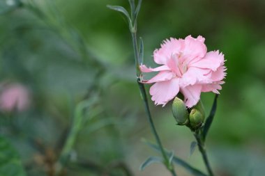 Güzel çiçek bahçede büyüyen 