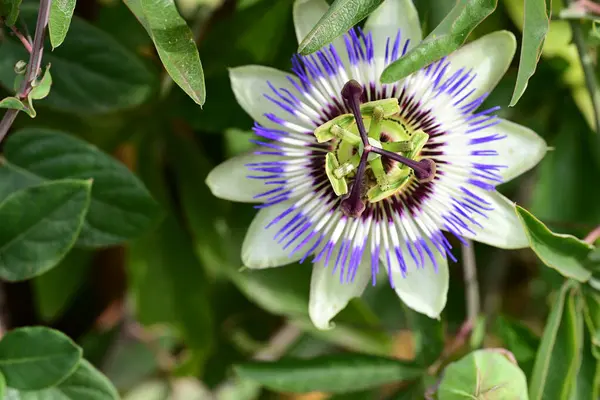 Bahçede güzel mor bir çiçek var.