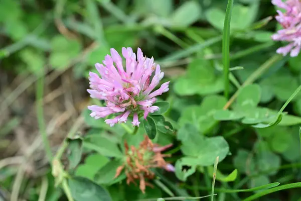 Güzel çiçek bahçede büyüyen 