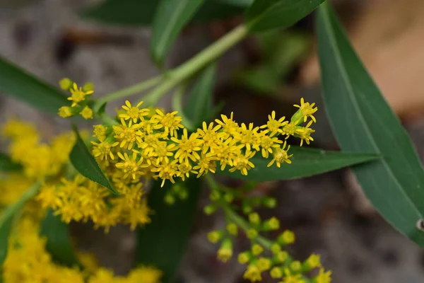 Bahçedeki sarı çiçekler