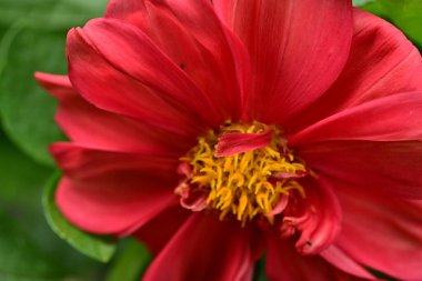 Bahçedeki güzel kırmızı çiçekler