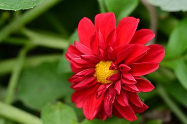 Bahçedeki güzel kırmızı çiçekler