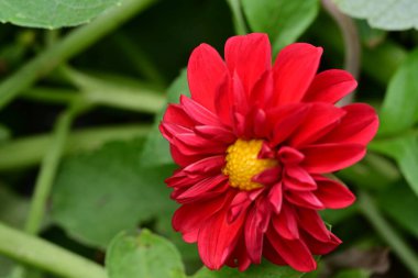 Bahçedeki güzel kırmızı çiçekler