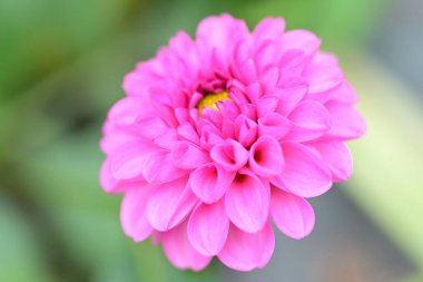 Bahçedeki güzel pembe çiçekler