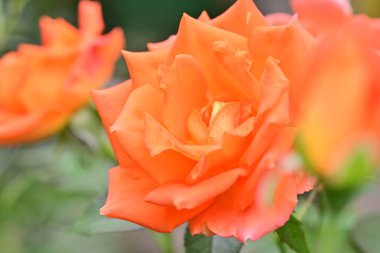 Bahçede büyüyen güzel bir gül çiçeği 