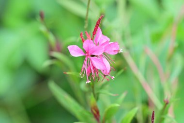 Güzel çiçek bahçede büyüyen 