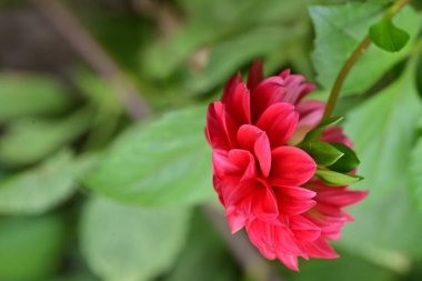 Bahçedeki güzel kırmızı çiçekler