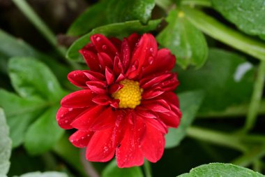 Bahçedeki güzel kırmızı çiçekler