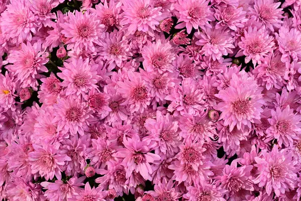 庭の美しい菊のピンクの花 ロイヤリティフリーのストック画像