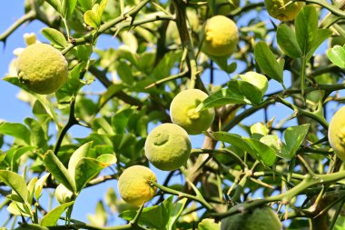 Ağaçtaki yeşil limonlar, yakın görüş.