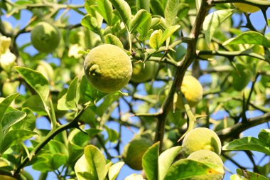 Ağaçtaki yeşil limonlar, yakın görüş.