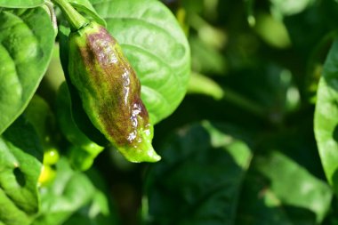 Bahçede taze yeşil biber