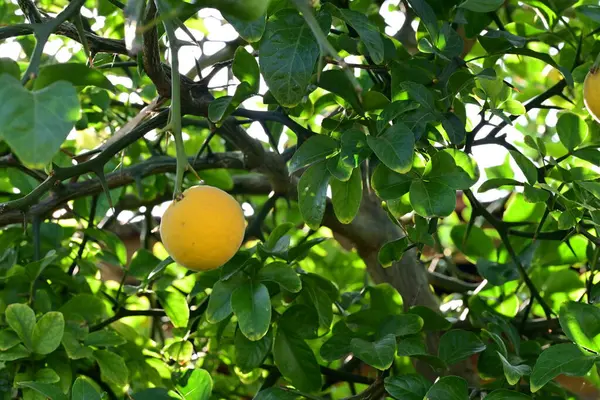 Ağaçtaki yeşil limonlar, yakın görüş.