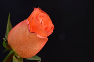 Koyu arkaplanda güzel bir gül, yaz konsepti, yakın görüş