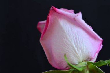 Koyu arkaplanda güzel bir gül, yaz konsepti, yakın görüş