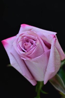 Koyu arkaplanda güzel bir gül, yaz konsepti, yakın görüş