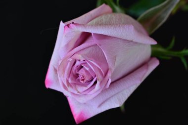 Koyu arkaplanda güzel bir gül, yaz konsepti, yakın görüş