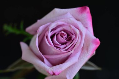 Koyu arkaplanda güzel bir gül, yaz konsepti, yakın görüş