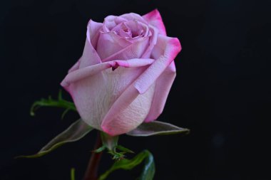 Koyu arkaplanda güzel bir gül, yaz konsepti, yakın görüş