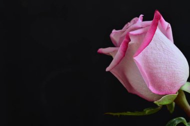 Koyu arkaplanda güzel bir gül, yaz konsepti, yakın görüş