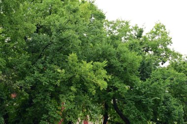 Parktaki ağaç dalları 