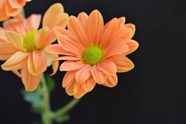 Siyah arka plan üzerine turuncu çiçekler