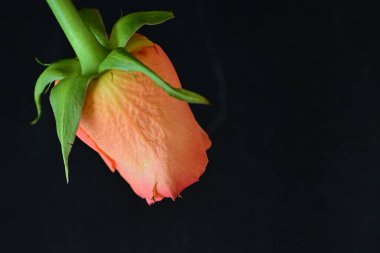 Koyu arkaplanda güzel bir gül, yaz konsepti, yakın görüş