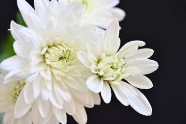 Koyu arkaplanda güzel çiçekler